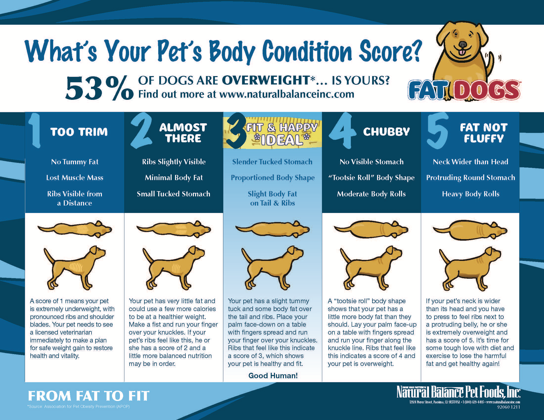 Dog Years Chart Weight